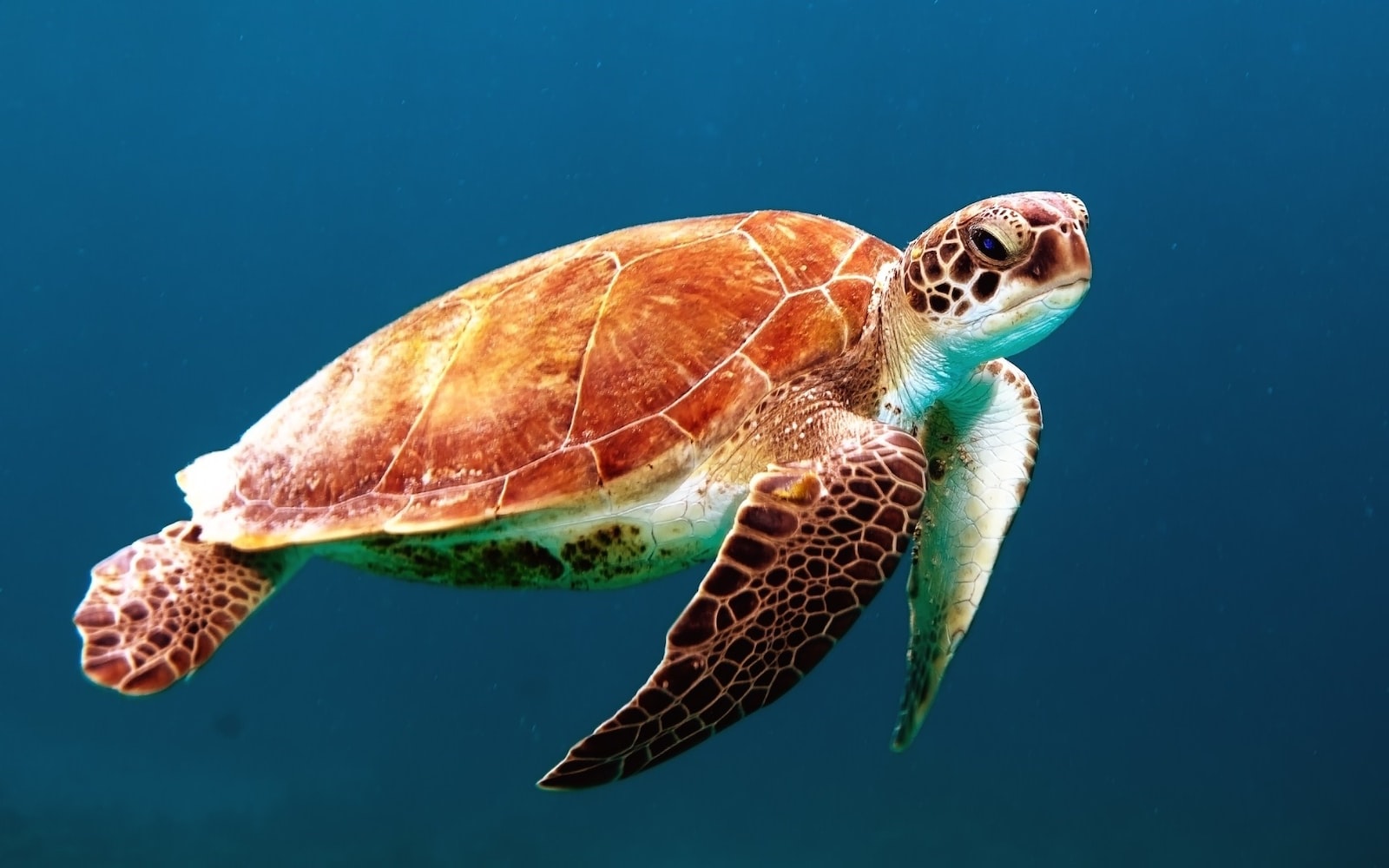 animaux animal tortue de mer